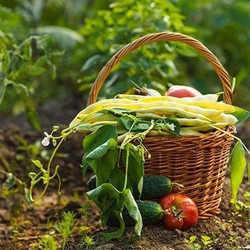 organic organic