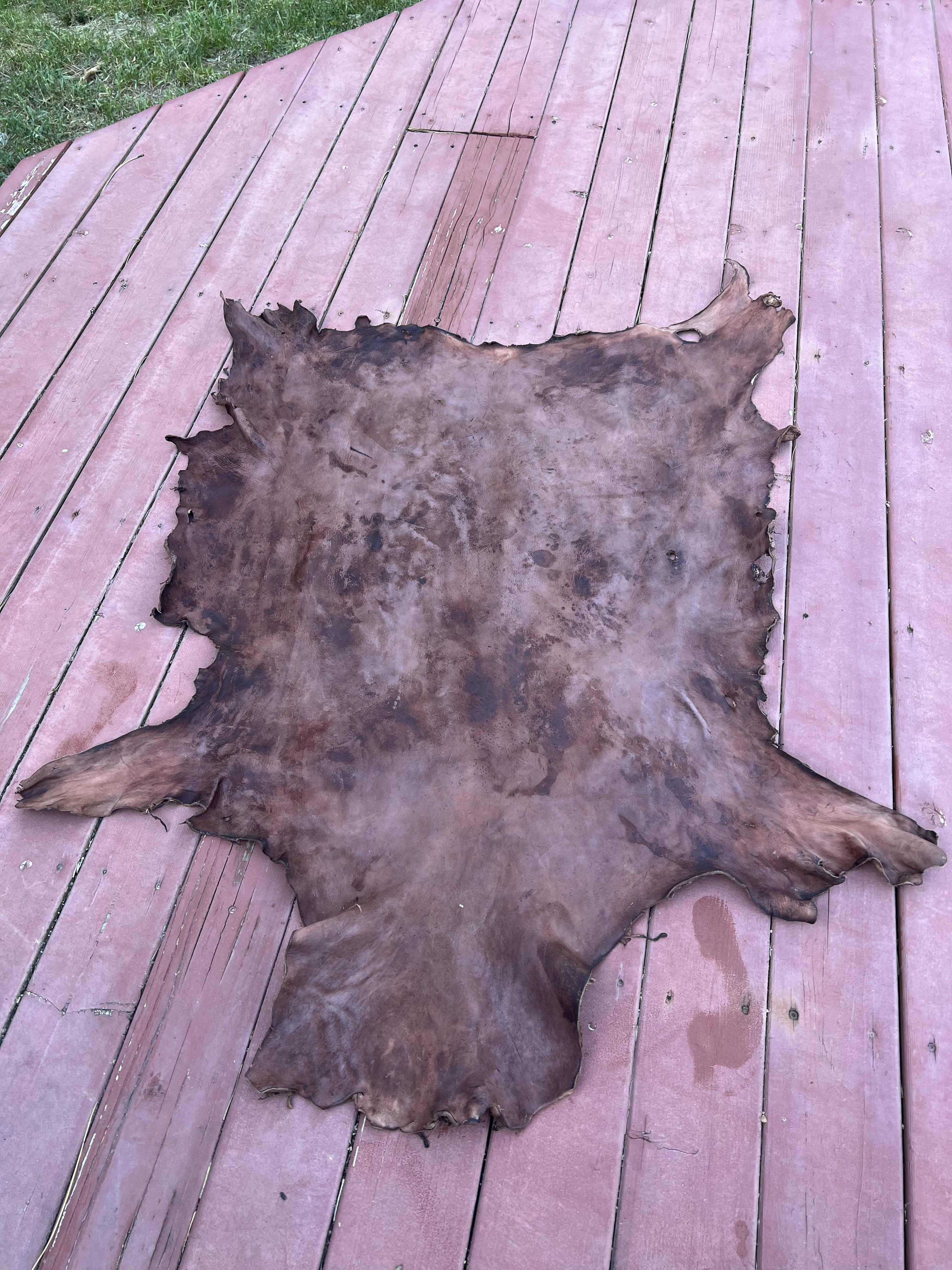 Bark Tanned hide drying in the sun waiting to be finished.
