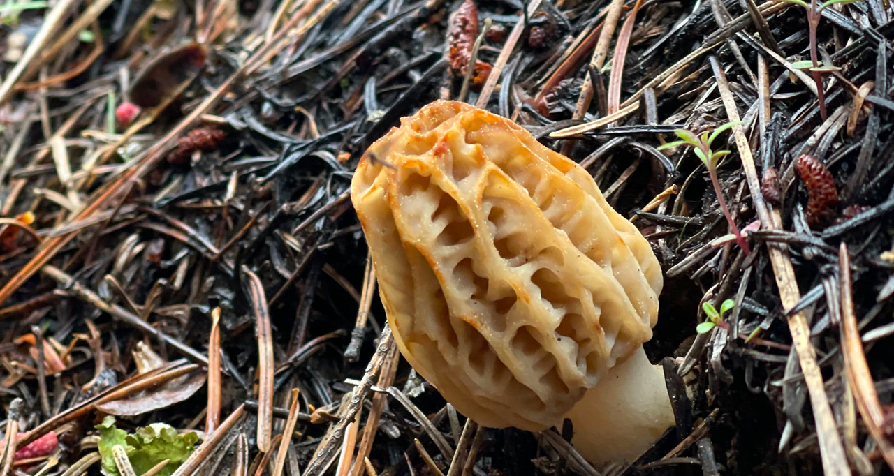 Three Wild Morel Mushrooms On A Plate Duvet Cover by Snap Decision 