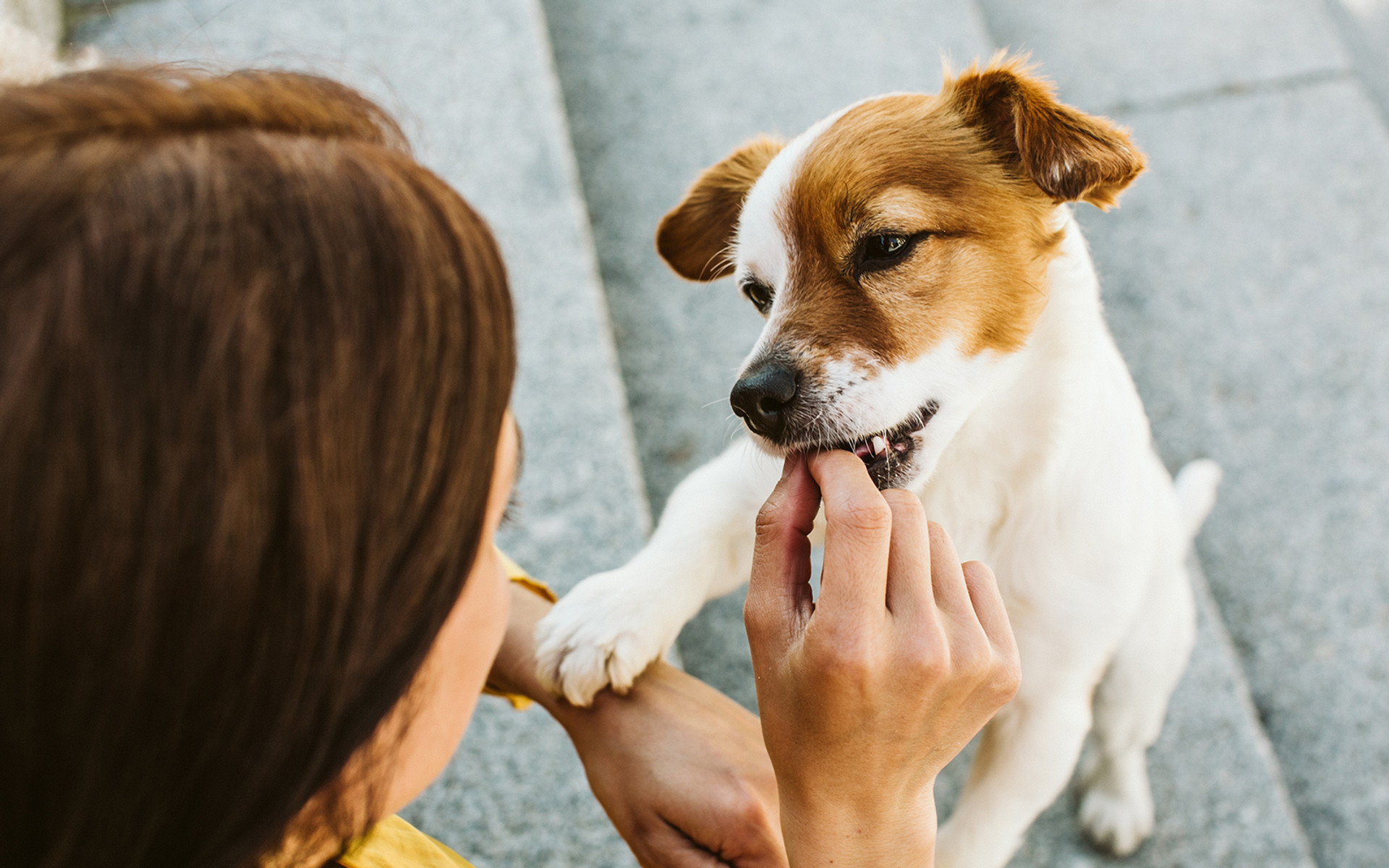 Hemp and your pets thumbnail image