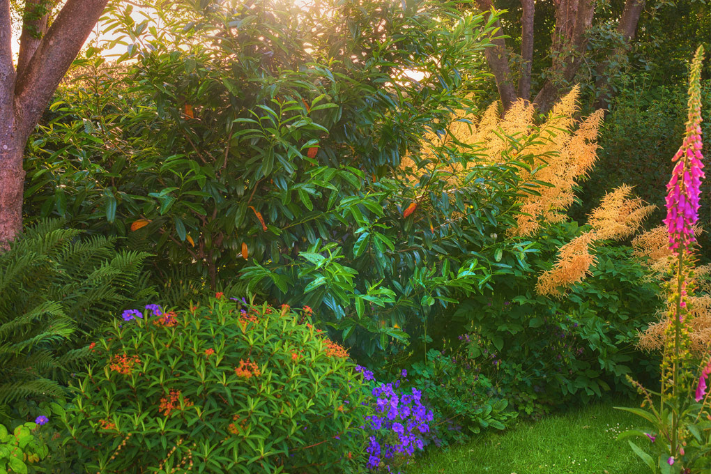 Annuals vs. Perennials: How Do You Choose?
