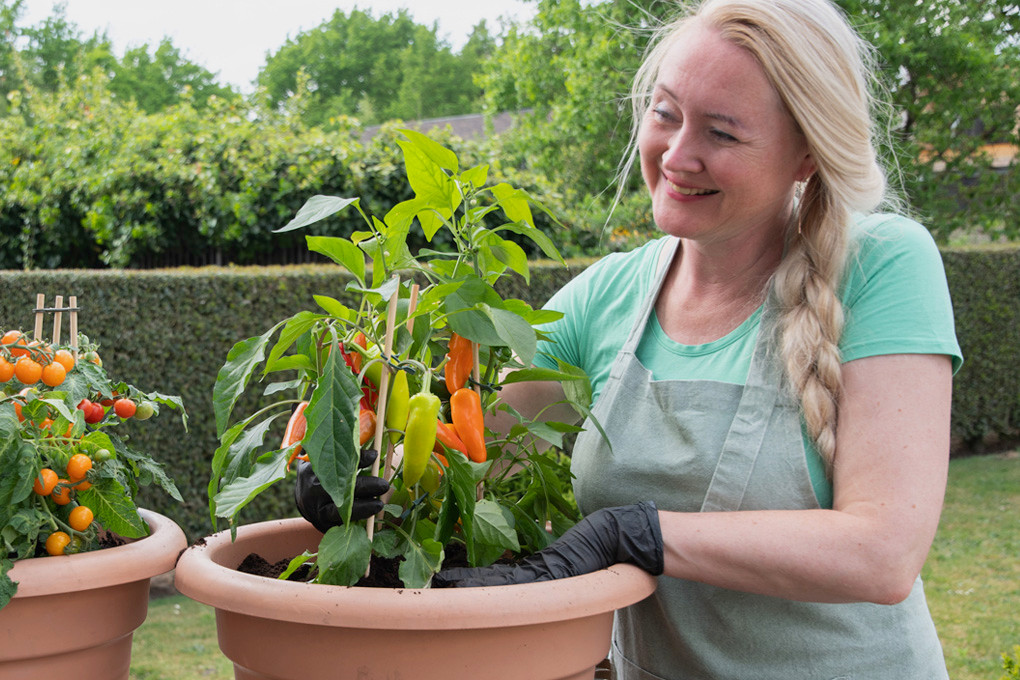 How to Grow Food Using a Container Garden: A Step-by-Step Guide
