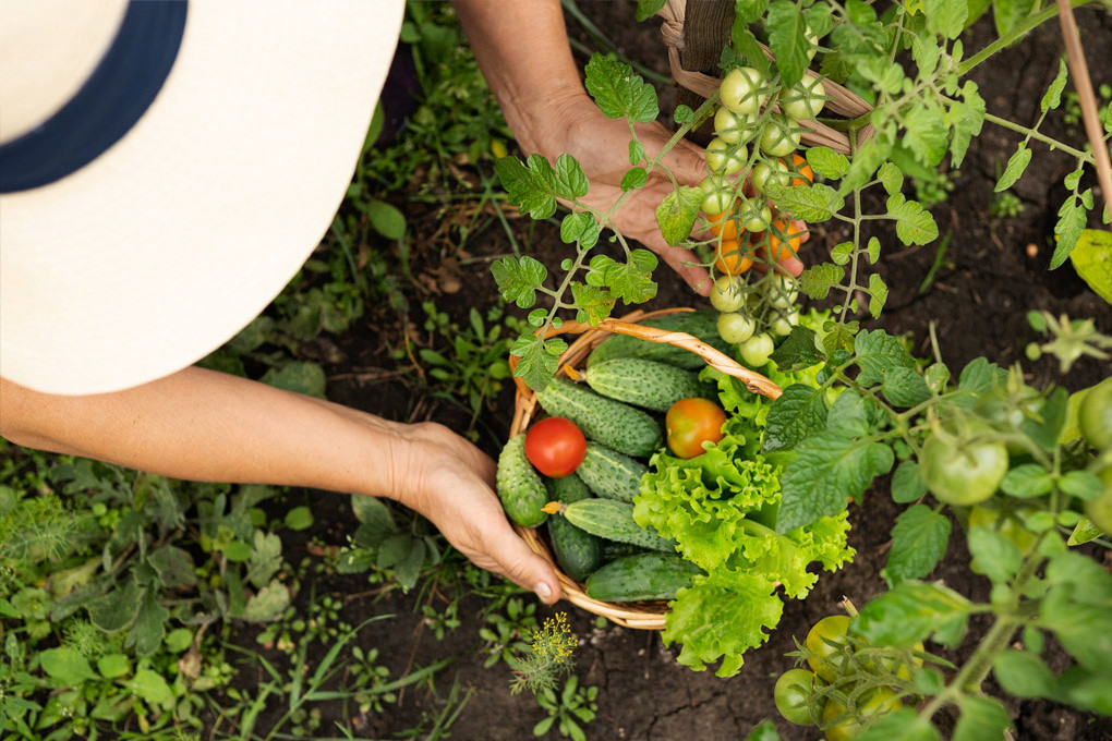 Growing Your Own Food: A Pathway to Savings and Wellness