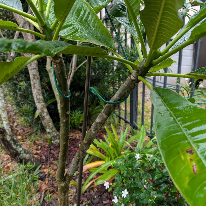 Versatile and Reliable: How to Use Y-Stakes in Your Garden
