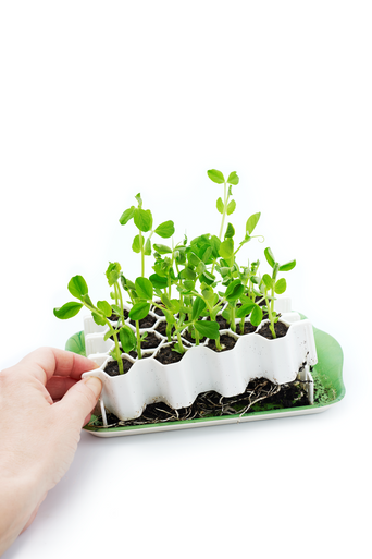 SproutJoy by Garden Works