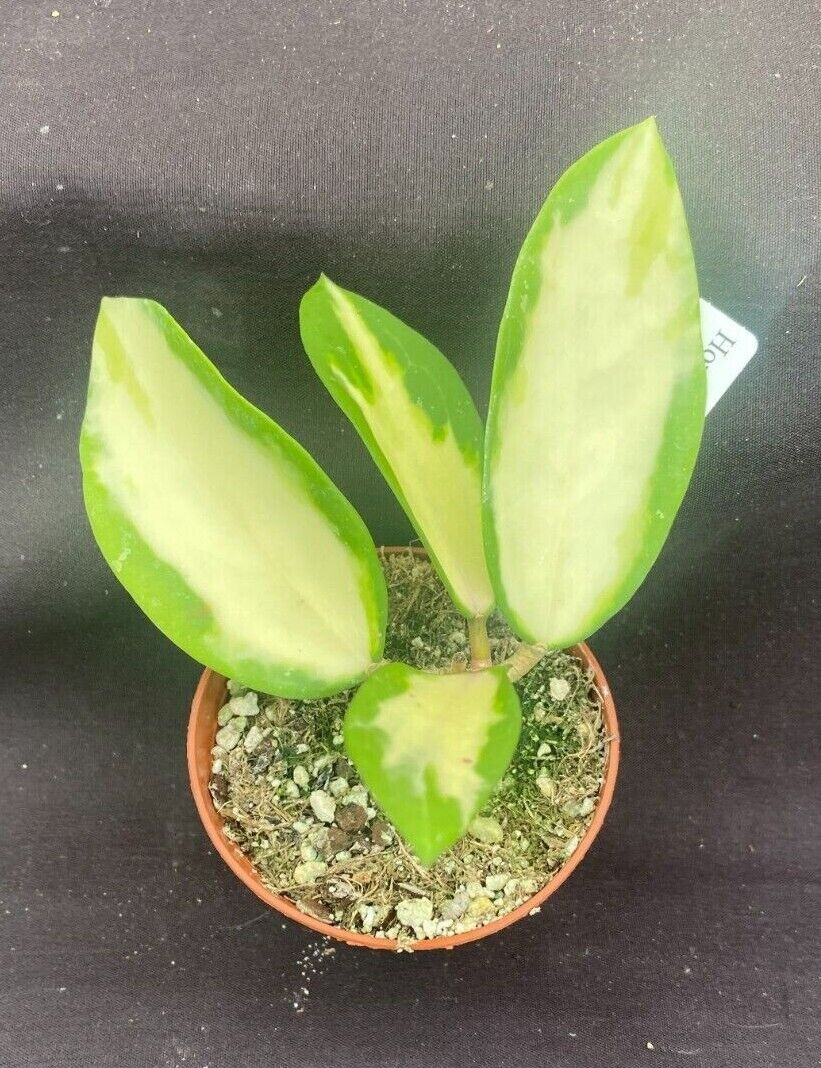 Hoya parasitica Variegated Secret Garden Rare Plants