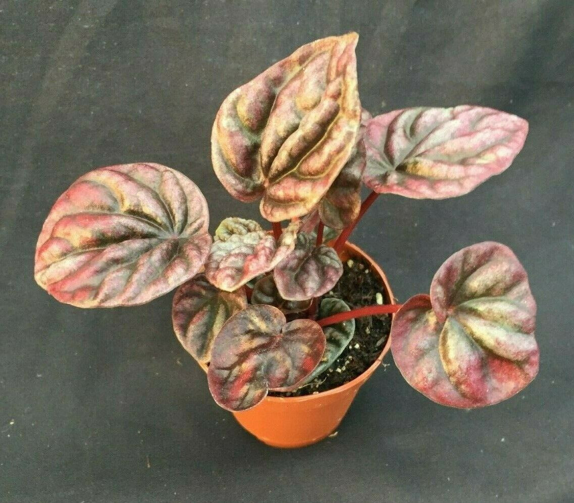 Peperomia Caperata Red Ripple Secret Garden Rare Plants