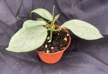 Hoya Silver Dollar and New Guinea Ghost up for Auction Tonight