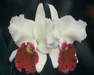 Mississippi Gulf Coast Orchid Show