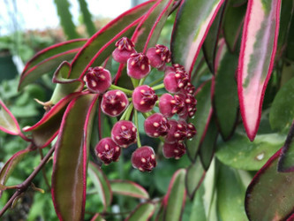 Hoya wayetii vs. Hoya kentiana