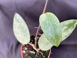 Hoya Silver Dollar 'Crypto Coin',  A New Hoya Listing!