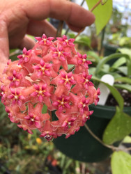 Check out our New Hoyas