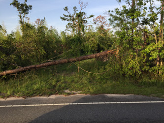 Pine Beetles and falling trees add insult to injury