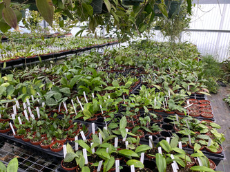 More Hoyas In Production