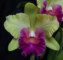 Our Award winning Orchid!
