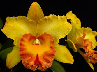 Gainesville Orchid Show this weekend Oct. 21-23