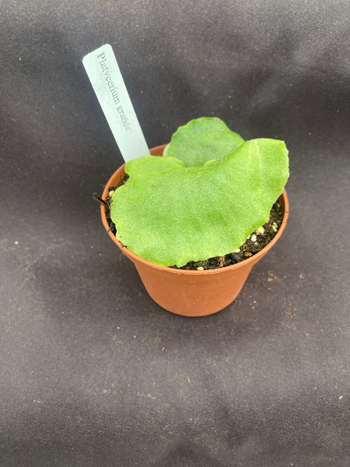 Platycerium grande
