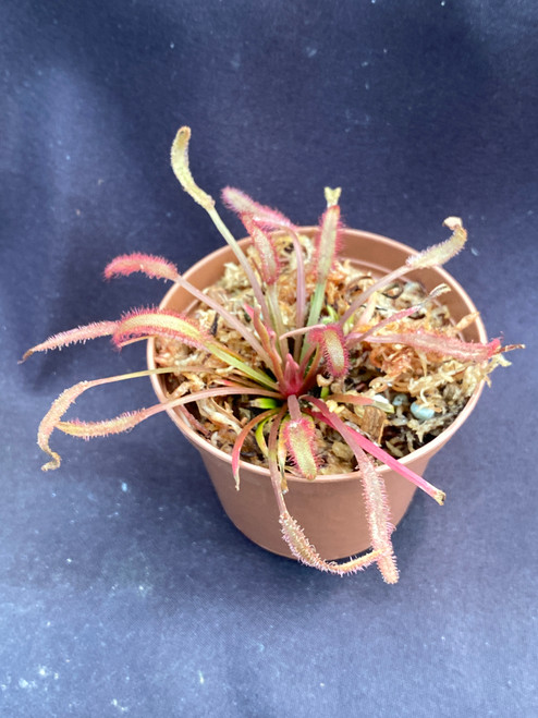 Drosera capensis Dark Maroon