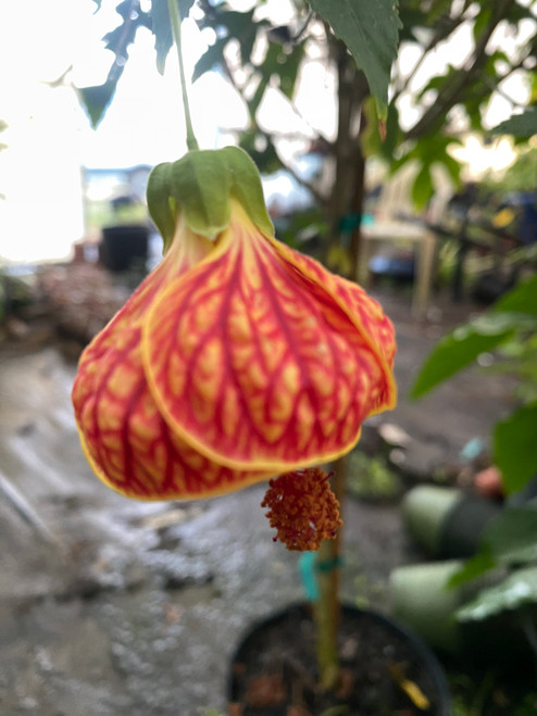 Abutilon pictum,  Chinese Lantern