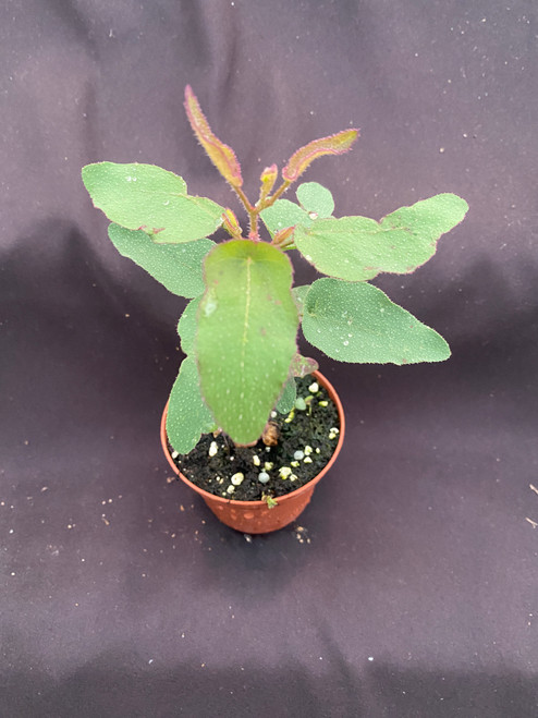 Eucalyptus citriodora,  The Lemon Eucalyptus