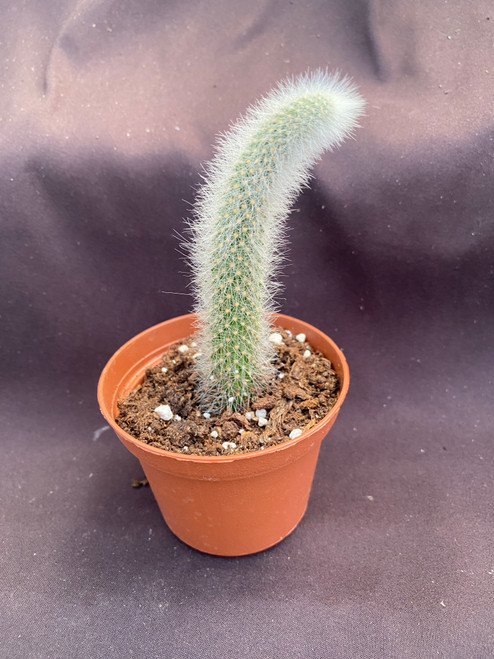 Cleistocactus colademononis,  Monkey Tail Cactus