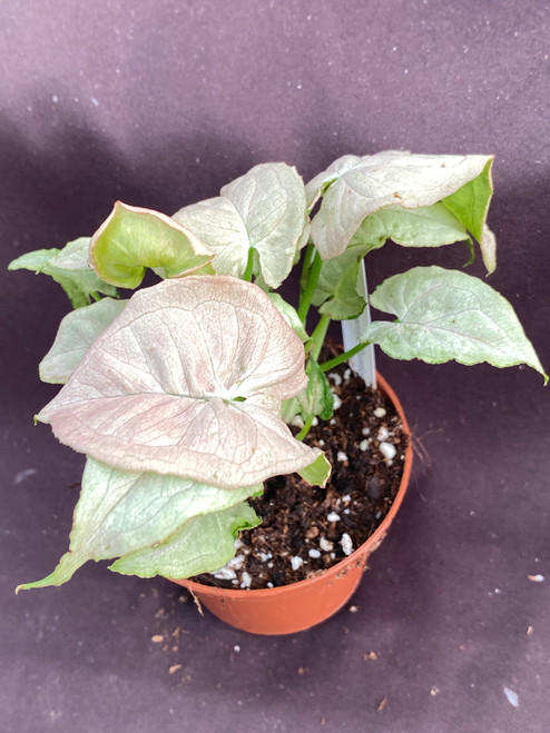 Syngonium Granny Panties