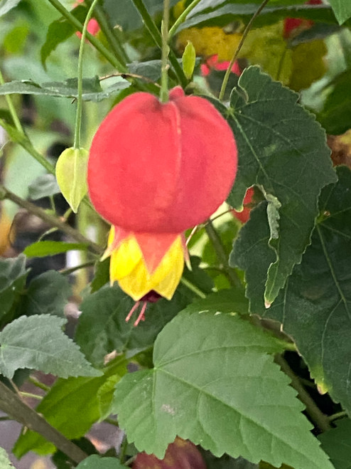 Abutilon megapotamicum