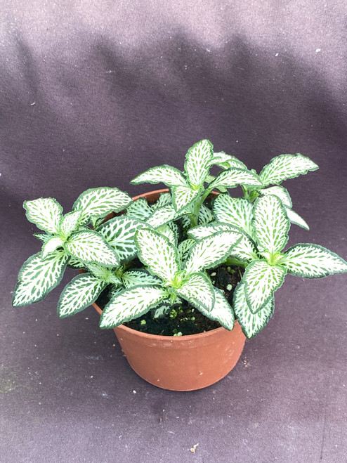 Fittonia Lovers