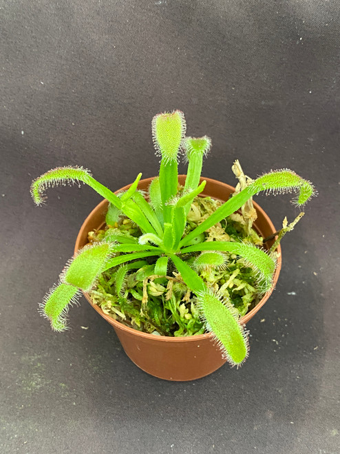 Drosera spathulata 'Hercules'