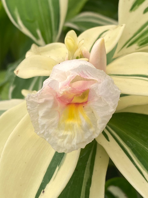 Costus speciosus Variegata