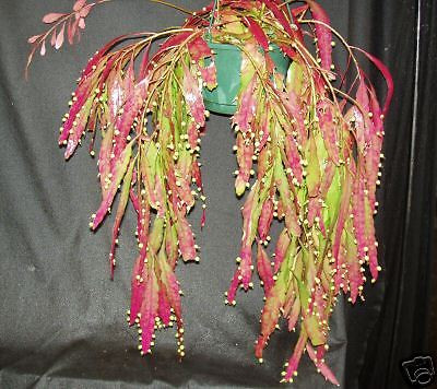 Red Mistletoe Cactus
