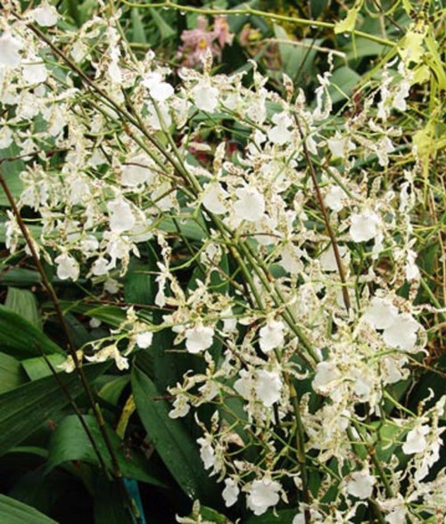 Oncidium Speckled Spire 'Whisp'