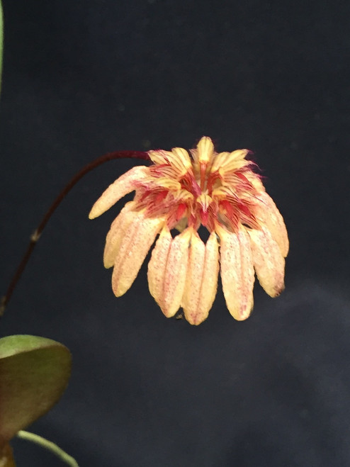 Bulbophyllum roxburghii