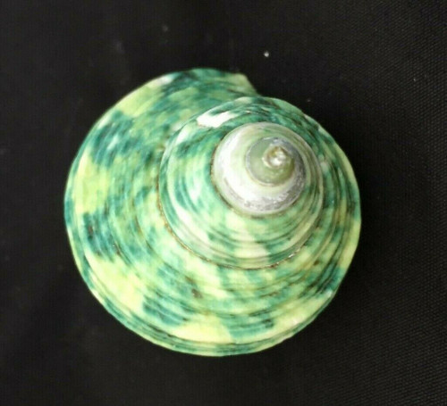 Green Silver Mouth Turbo Seashell