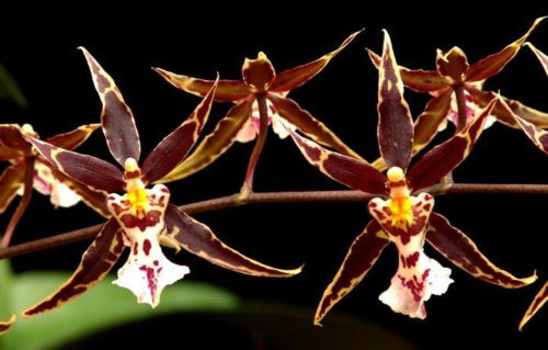 Brassidium Golden Gamine 'White Knight'