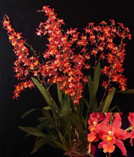 Oncidium Pacific Panache 'Fireside Fever'