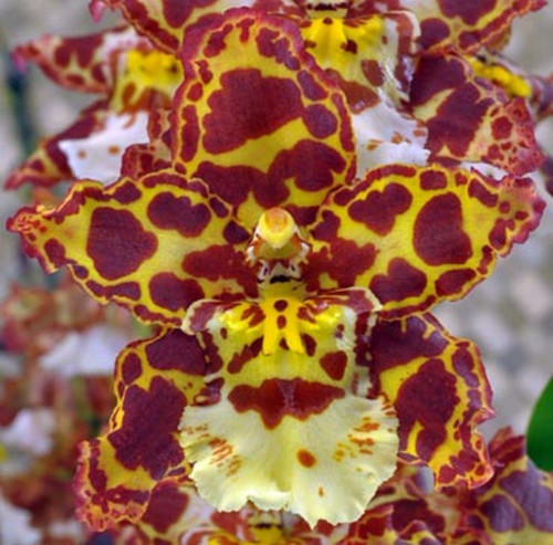 Oncostele Eye Candy 'Penny Candy'