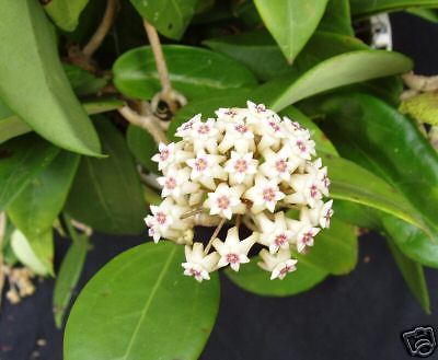 Hoya limoniaca a beautiful hoya with stiff tri-nerved leaves and blooms with pale pink fragrant flowers with darker centers! The three inch pots are well established and have one or more plants per pot, shipped in the pot.