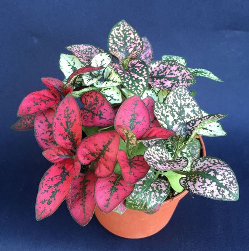 Polka Dot Plant, Hypoestes