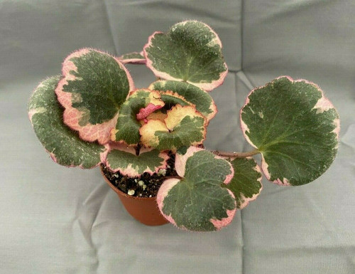 Strawberry Begonia, Variegated