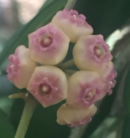 Hoya heuschkeliana