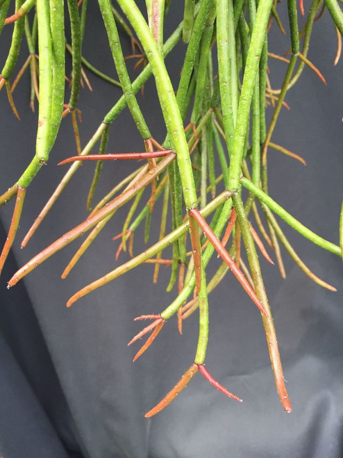 Rhipsalis mauritiana 'Ferrari'