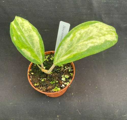 Hoya incrassata 'Moon Shadow'