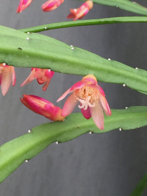 Rhipsalis rauhiorum 