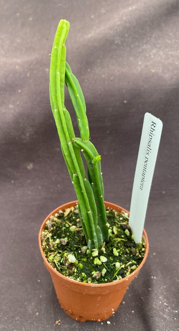 Rhipsalis pentaptera