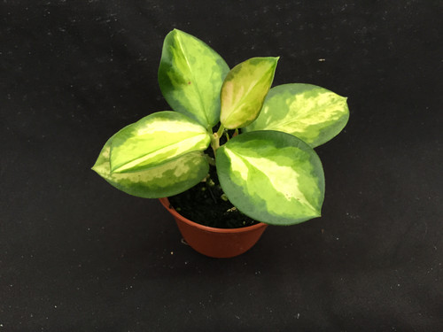 Hoya australis 'Lisa'