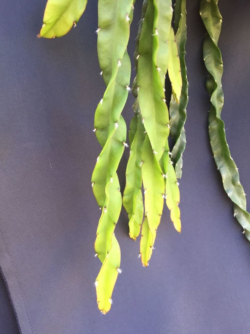 Lepismium cruciforme var. Spiralis