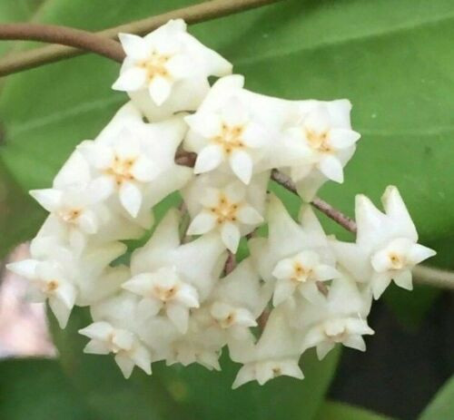 Hoya bhutanica IML 0224