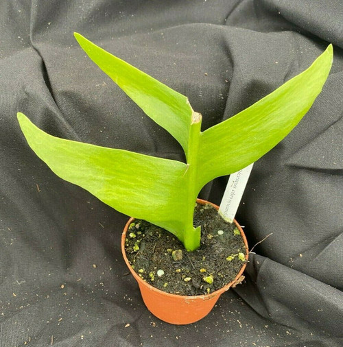 Selenicereus chrysocardium