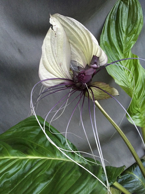 Tacca integrifolia,  The White Bat Flower